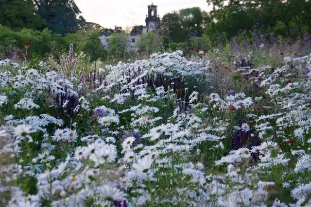 Заливной луг Питера Удольфа
