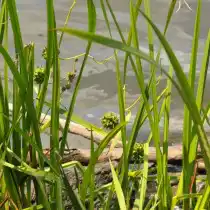 Ежеголовник прямой (Sparganium erectum)