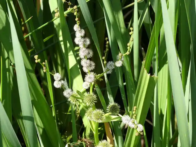 Ежеголовник прямой цветет