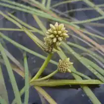 Ежеголовник северный (Sparganium hyperboreum)