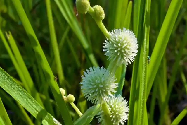 Цветение ежеголовника