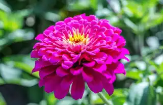 Цинния изящная (zinnia elegans)