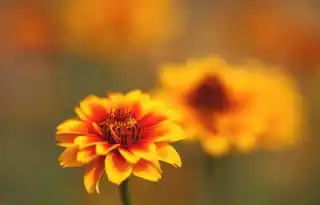 Цинния узколистная (zinnia angustifolia)