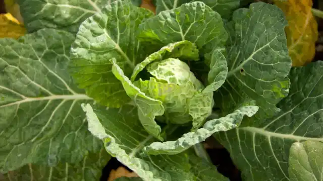 Нитрофоску применяют при выращивании капусты