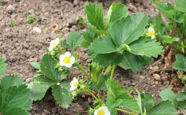 Нитрофоска - оптимальное удобрение для садовой земляники