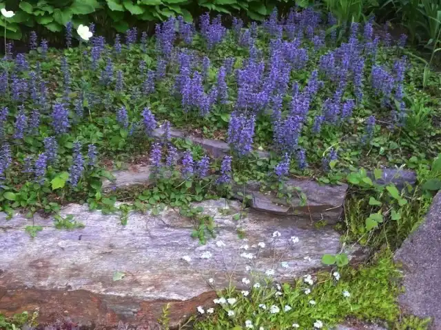 Живучка-аюга