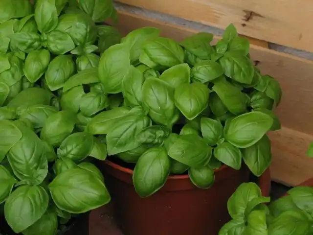 Базилик душистый, или Базилик камфорный