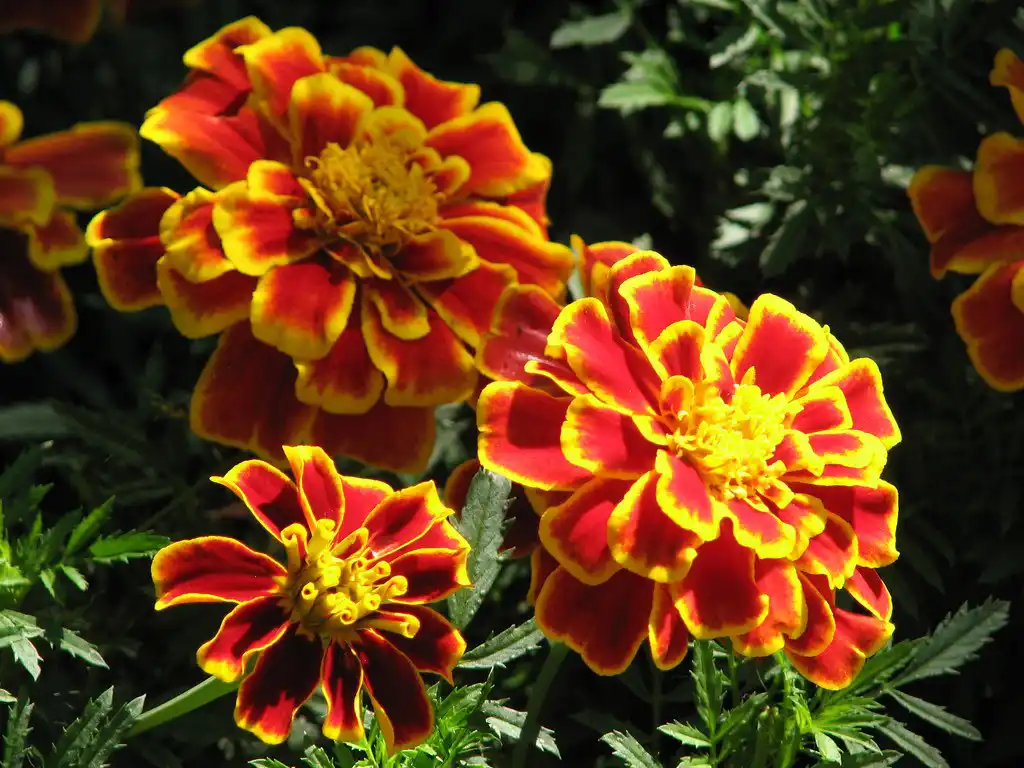 Шалфей лекарственный