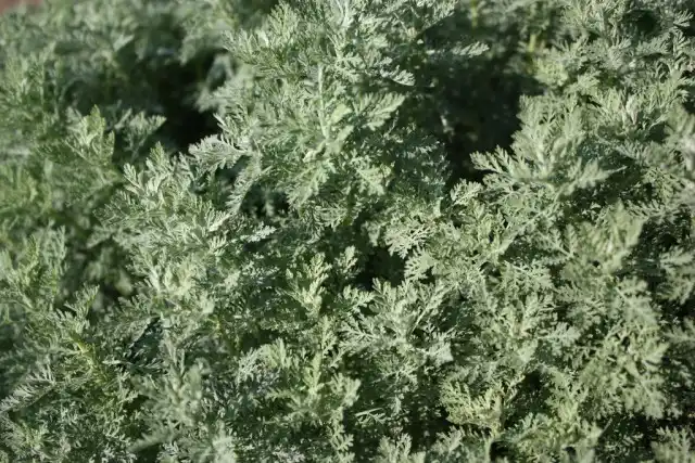 Полынь понтийская