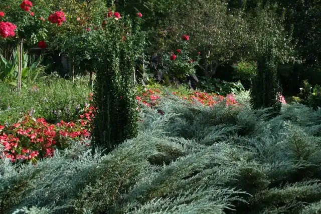Можжевельник в дизайне сада