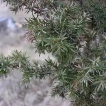 Можжевельник обыкновенный (Juniperus communis)