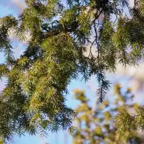 Можжевельник твердый (Juniperus rigida)