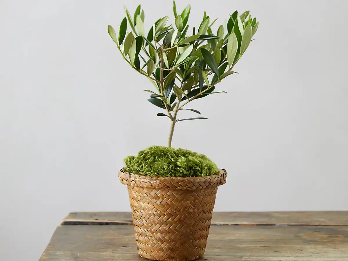 Аяния тихоокеанская, или хризантема тихоокеанская (Ajania pacifica)