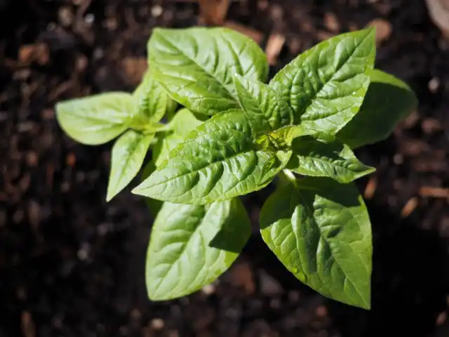 Выращивание рассады декоративного подсолнечника