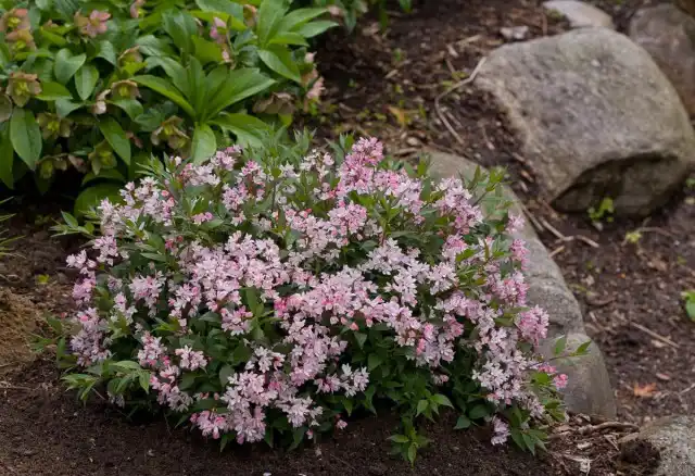 Дейция розовая низкорослая «Юки Черри Блоссом» (Deutzia 'Yuki Cherry Blossom®')