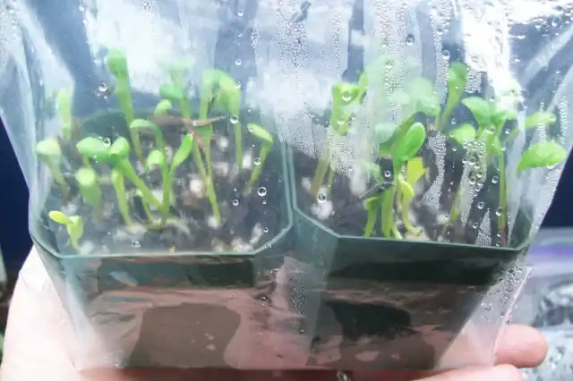 Всходы семян георгин, посеянных на рассаду