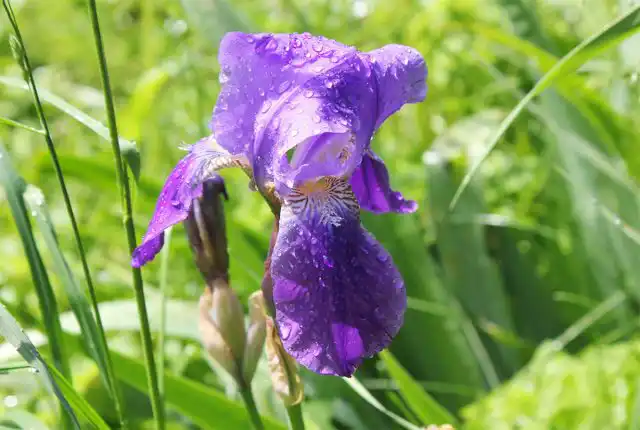 В садах обычно выращивают ирис германский (Iris germanica), ирис сибирский (Iris sibirica) и ирис бородатый (Iris hybrida).