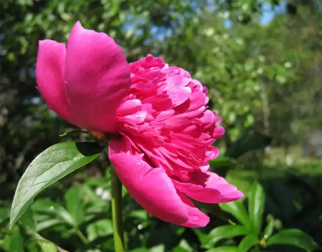 Большинство травянистых пионов не боятся холодов и зимуют в Україні без укрытия.