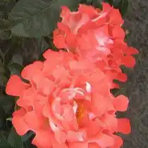 Роза «Кэнди Раффлс» (Rosa 'Candy Ruffles')