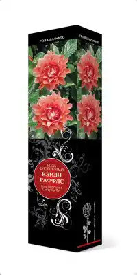 Роза «Кэнди Раффлс» (Rosa 'Candy Ruffles')