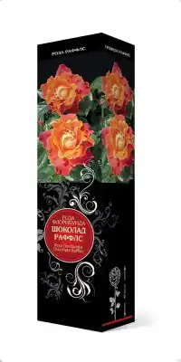 Роза «Шоколад Раффлс» (Rosa 'Chocolate Ruffles')