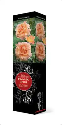 Роза «Раффлс Дрим» (Rosa 'Ruffles Dream')