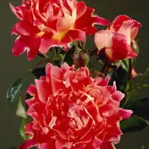 Роза «Спаклин Раффлс» (Rosa 'Sparkling Ruffles')