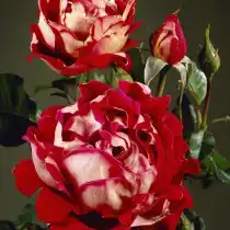 Роза «Мистик Раффлс» (Rosa 'Mystique Ruffles')