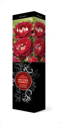 Роза «Мистик Раффлс» (Rosa 'Mystique Ruffles')