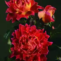 Роза «Романтик Раффлс» (Rosa 'Romantic Ruffles')
