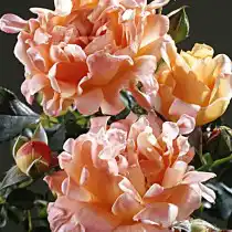Роза «Раффлс Дрим» (Rosa 'Ruffles Dream')