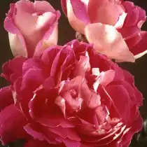 Роза «Раффлс Пассион» (Rosa 'Ruffles Passion')