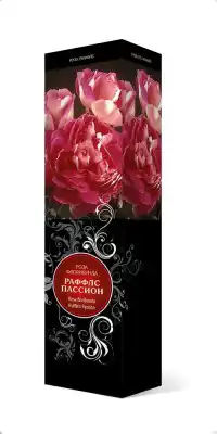Роза «Раффлс Пассион» (Rosa 'Ruffles Passion')