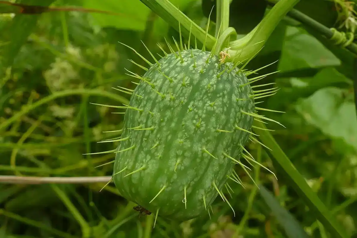 Цитрон пальчатый больше известен под странным названием «рука Будды».