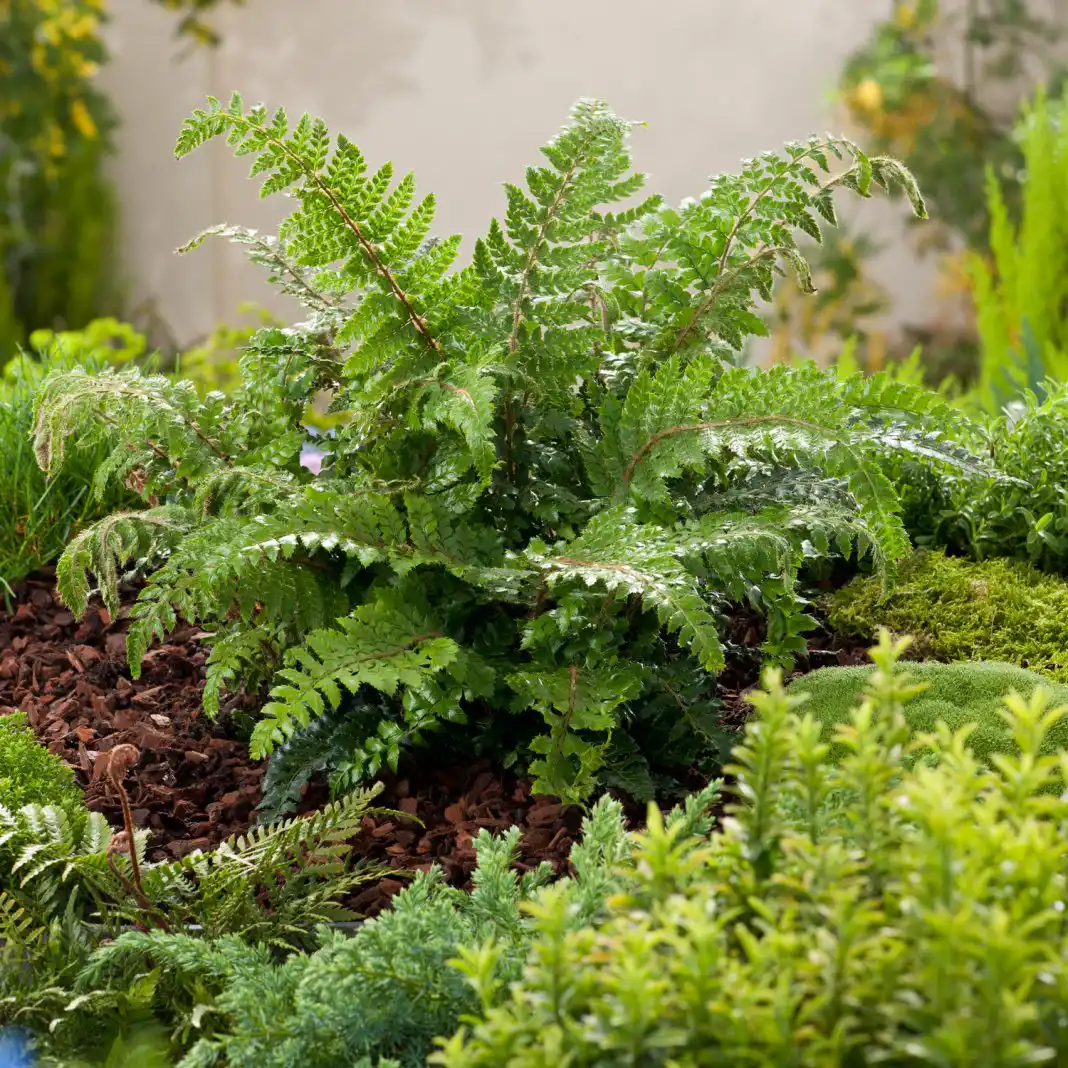 Крупные, от 14 до 24 см в диаметре, коричневые сферические плоды, созревая, падают на землю и раскалываются с громким треском, отдаленно напоминающим пушечный залп.