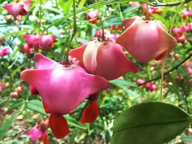 Индейцы Северной Америки называют воронец толстоножковый "Doll’s eyes", что в переводе означает "кукольные глазки".