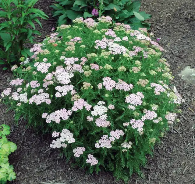Тысячелистник (Achillea)