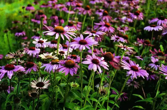 Эхинацея пурпурная (Echinacea purpurea)