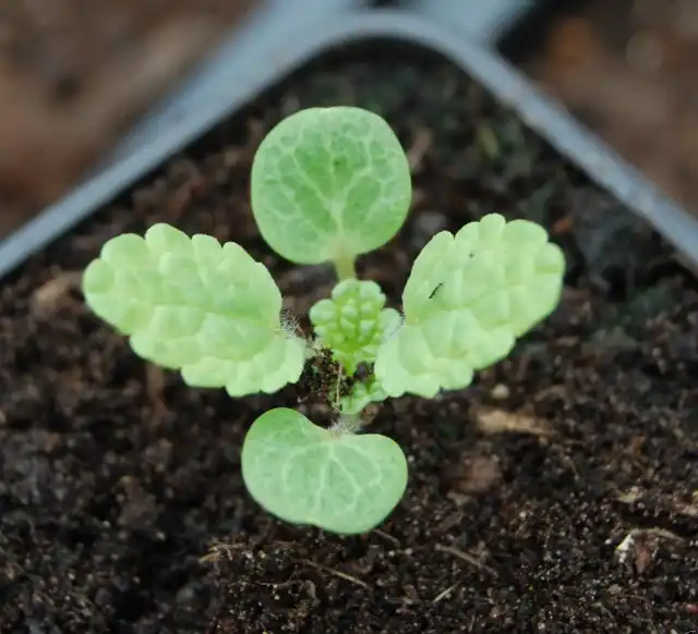 Молодая рассада молюцеллы, выращенная из семян