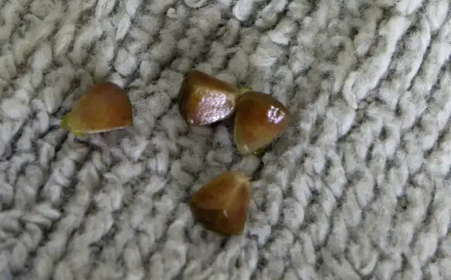 Семена моалюцеллы