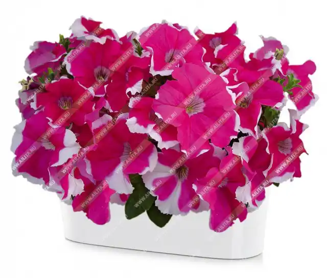 Петуния пикоти «Мария F1»