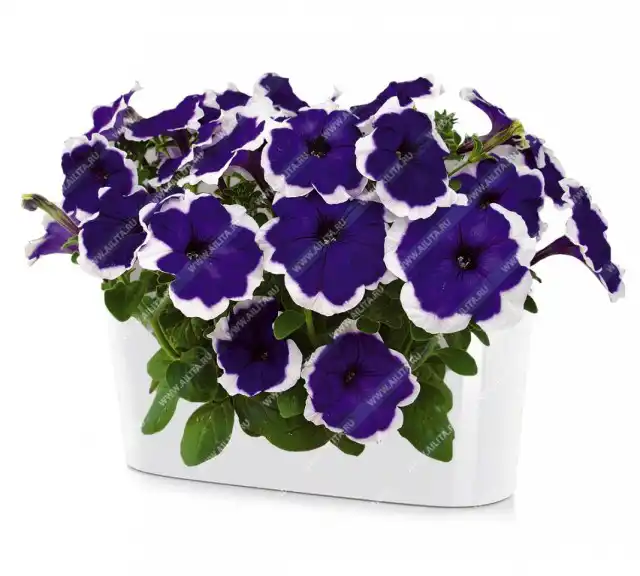 Петуния пикоти «Татьяна F1»