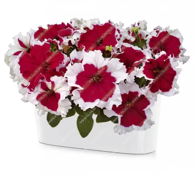 Петуния пикоти «Ольга F1»