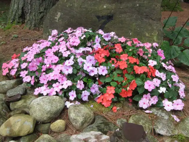 Бальзамин Уоллера (Impatiens walleriana)