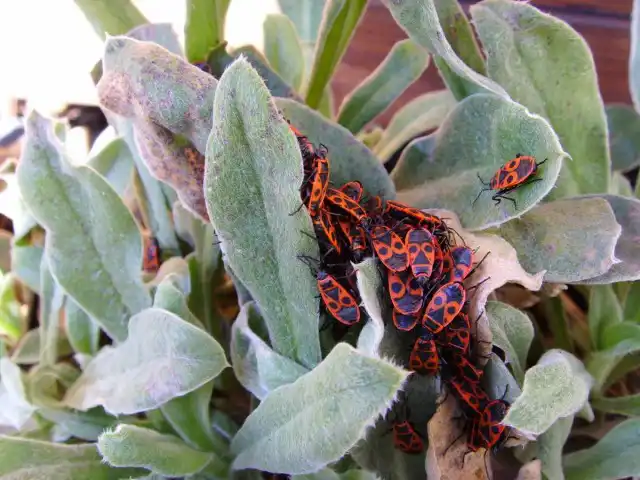 Клопы-солдатики на листьях растения