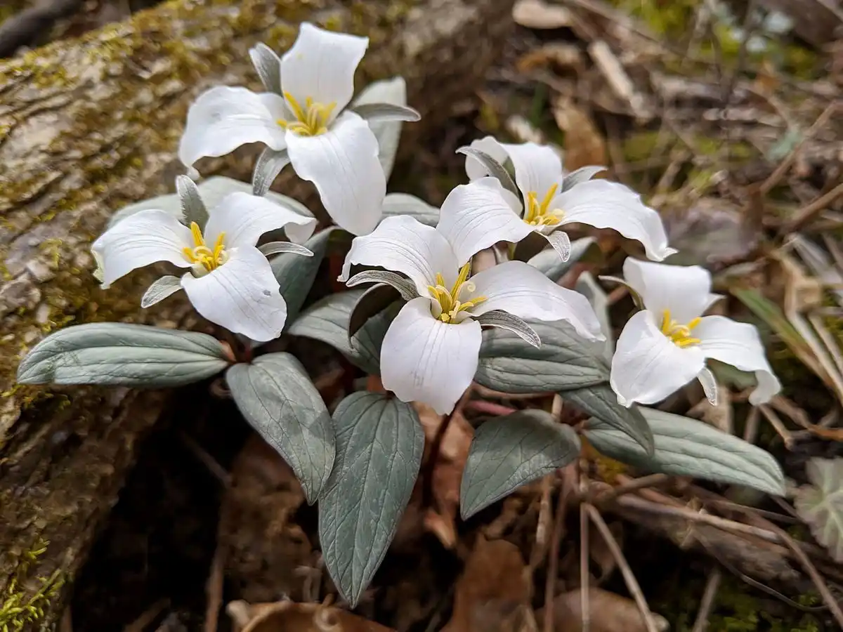 Скопление клопов-солдатиков на стволе дерева