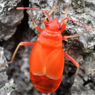 Личинка клопа-солдитика