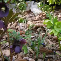 Морозник (Helleborus)