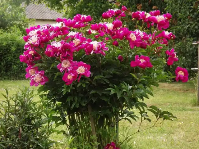 Пион молочноцветковый «Владислава» (Paeonia lactiflora 'Wladyslawa')