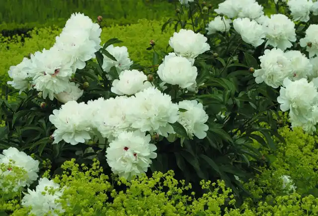 Пион молочноцветковый «Фестива Максима» (Paeonia lactiflora 'Festiva Maxima')